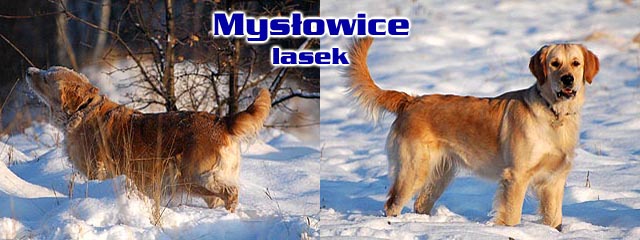 Szczeniak Golden Retriever - Agent Specjalny