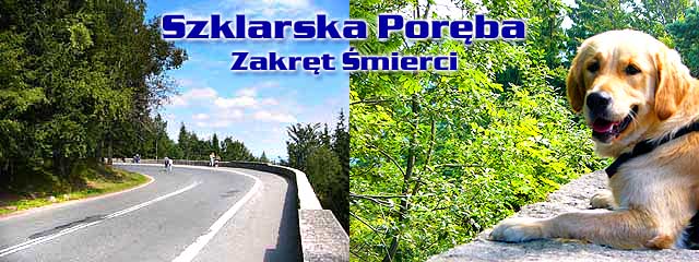 Szczeniak Golden Retriever - Agent Specjalny