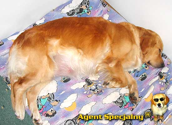 Golden Retriever - Agent Specjalny