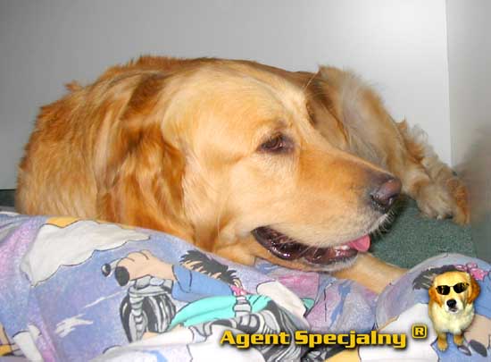 Golden Retriever - Agent Specjalny