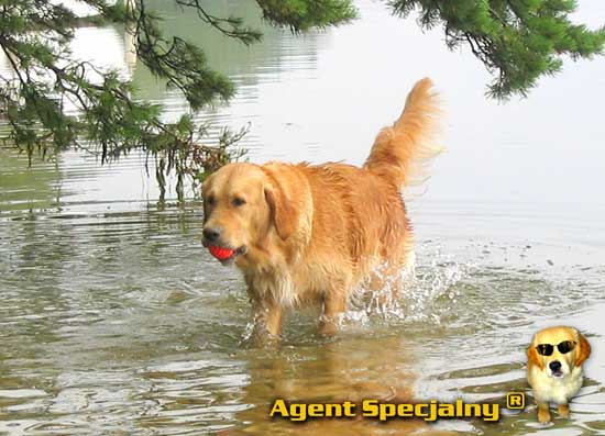 Golden Retriever - Agent Specjalny