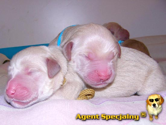 Golden Retriever - Agent Specjalny