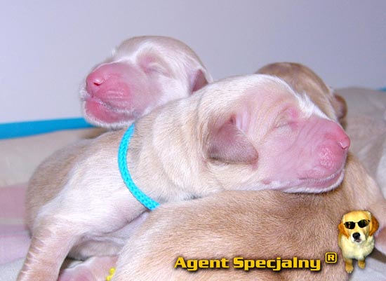 Golden Retriever - Agent Specjalny