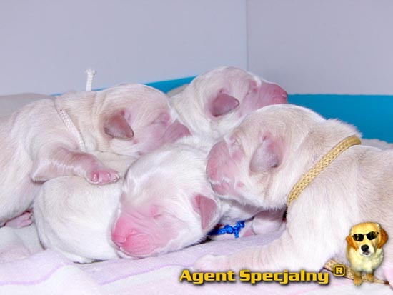 Golden Retriever - Agent Specjalny