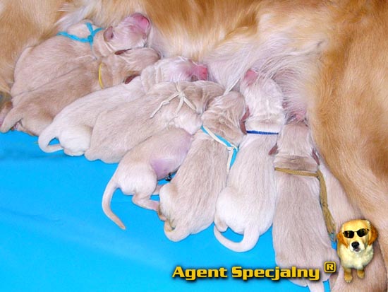 Golden Retriever - Agent Specjalny