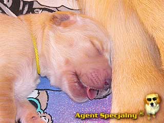 Szczeniak Golden Retriever - Agent Specjalny