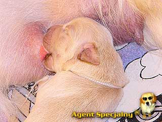 Szczeniak Golden Retriever - Agent Specjalny