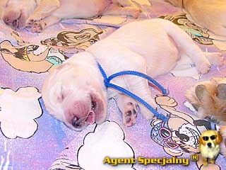 Szczeniak Golden Retriever - Agent Specjalny