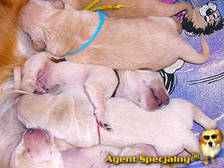 Szczeniak Golden Retriever - Agent Specjalny