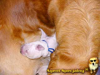 Szczeniak Golden Retriever - Agent Specjalny