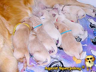 Szczeniak Golden Retriever - Agent Specjalny