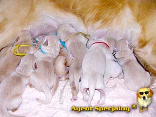 Szczeniak Golden Retriever - Agent Specjalny