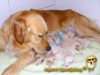 Szczeniak Golden Retriever - Agent Specjalny