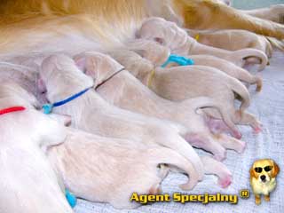 Szczeniak Golden Retriever - Agent Specjalny
