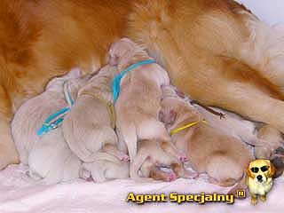 Szczeniak Golden Retriever - Agent Specjalny
