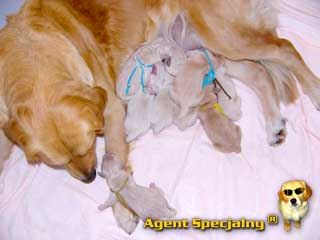 Szczeniak Golden Retriever - Agent Specjalny