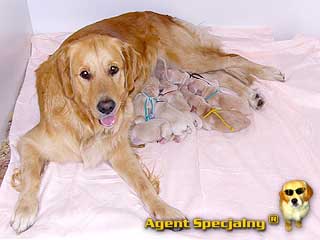 Szczeniak Golden Retriever - Agent Specjalny