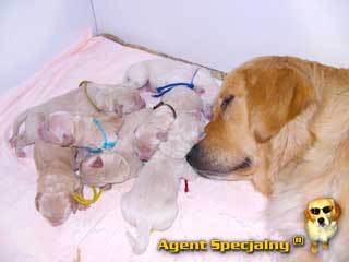 Szczeniak Golden Retriever - Agent Specjalny