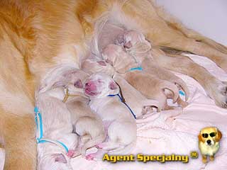 Szczeniak Golden Retriever - Agent Specjalny