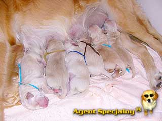 Szczeniak Golden Retriever - Agent Specjalny