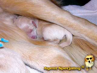 Szczeniak Golden Retriever - Agent Specjalny