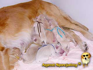 Szczeniak Golden Retriever - Agent Specjalny