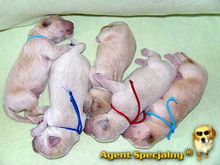 Szczeniak Golden Retriever - Agent Specjalny