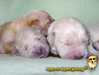 Szczeniak Golden Retriever - Agent Specjalny