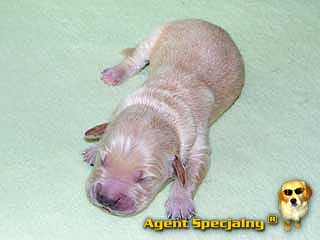 Szczeniak Golden Retriever - Agent Specjalny