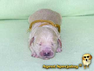 Szczeniak Golden Retriever - Agent Specjalny