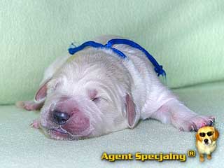 Szczeniak Golden Retriever - Agent Specjalny