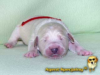 Szczeniak Golden Retriever - Agent Specjalny