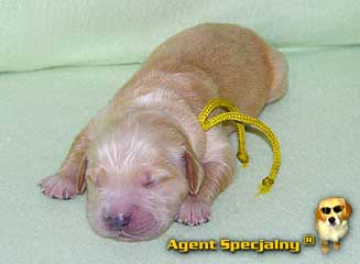 Szczeniak Golden Retriever - Agent Specjalny