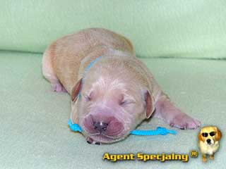 Szczeniak Golden Retriever - Agent Specjalny