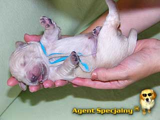 Szczeniak Golden Retriever - Agent Specjalny
