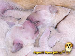 Szczeniak Golden Retriever - Agent Specjalny