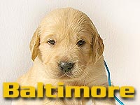 Szczeniak Golden Retriever - Agent Specjalny