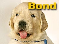 Szczeniak Golden Retriever - Agent Specjalny