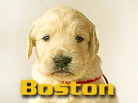 Szczeniak Golden Retriever - Agent Specjalny