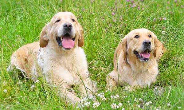 Szczeniak Golden Retriever - Agent Specjalny