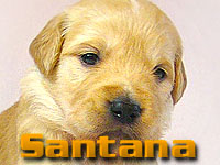 Szczeniak Golden Retriever - Agent Specjalny