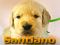 Szczeniak Golden Retriever - Agent Specjalny