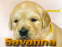 Szczeniak Golden Retriever - Agent Specjalny