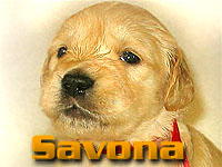 Szczeniak Golden Retriever - Agent Specjalny