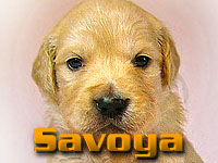 Szczeniak Golden Retriever - Agent Specjalny