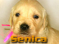 Szczeniak Golden Retriever - Agent Specjalny