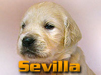 Szczeniak Golden Retriever - Agent Specjalny