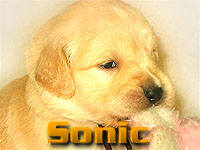 Szczeniak Golden Retriever - Agent Specjalny