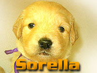 Szczeniak Golden Retriever - Agent Specjalny