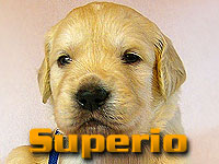 Szczeniak Golden Retriever - Agent Specjalny